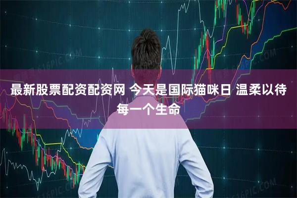 最新股票配资配资网 今天是国际猫咪日 温柔以待每一个生命